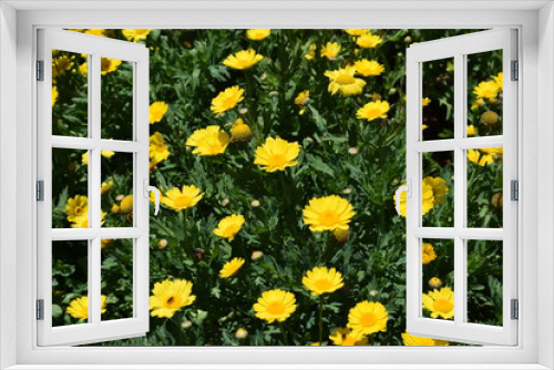 Fototapeta Naklejka Na Ścianę Okno 3D - santa helena flowers florez amarillas yellow flowers