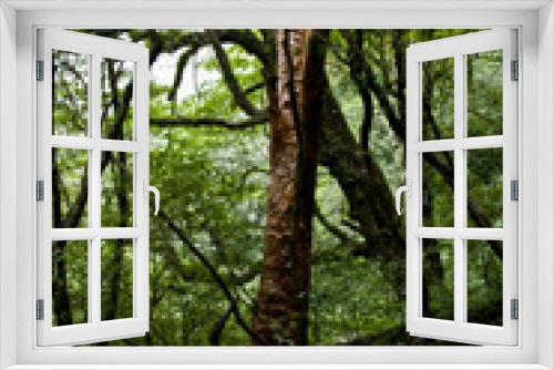 Fototapeta Naklejka Na Ścianę Okno 3D - A forest of Yakushima which 