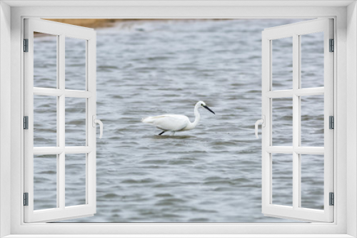 Fototapeta Naklejka Na Ścianę Okno 3D - Little Egret