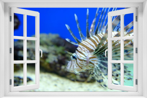 Fototapeta Naklejka Na Ścianę Okno 3D - danger fish