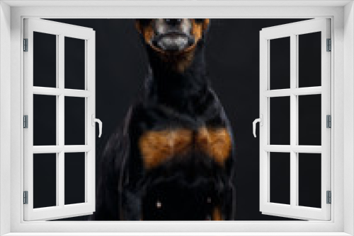 Fototapeta Naklejka Na Ścianę Okno 3D - Toy Terrier Dog on Isolated Black Background in studio