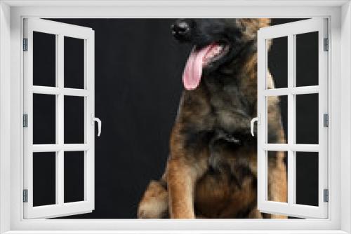Fototapeta Naklejka Na Ścianę Okno 3D - Belgian Shepherd Dog, malinois dog on Isolated Black Background in studio