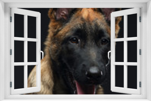 Fototapeta Naklejka Na Ścianę Okno 3D - Belgian Shepherd Dog, malinois dog on Isolated Black Background in studio
