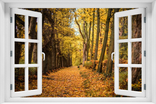 Fototapeta Naklejka Na Ścianę Okno 3D - Waldweg im Herbst mit Laub bedeckt