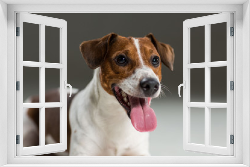 Fototapeta Naklejka Na Ścianę Okno 3D - Jack Russel terrier