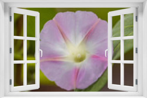 Fototapeta Naklejka Na Ścianę Okno 3D - single pink morning glory flower in the garden