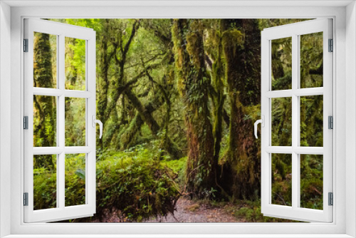 Fototapeta Naklejka Na Ścianę Okno 3D - Detail of the enchanted forest in carretera austral, Bosque encantado Chile