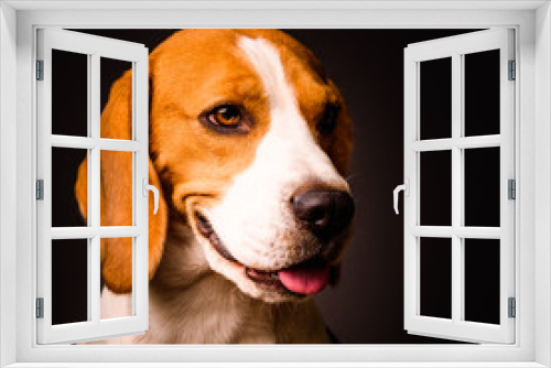 Fototapeta Naklejka Na Ścianę Okno 3D - Beagle dog portrait on a black background isolated studio closeup detail like painting