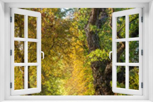 Fototapeta Naklejka Na Ścianę Okno 3D - Old tree avenue and forest in nature in the early golden morning. Moody light with autumn and fall leaves. Rest in the forest during the forest walk with the green lung, forest walk and breathwalk.