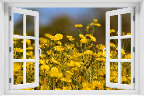 Fototapeta Naklejka Na Ścianę Okno 3D - Field of yellow flowers. Spring background with beautiful yellow flowers.