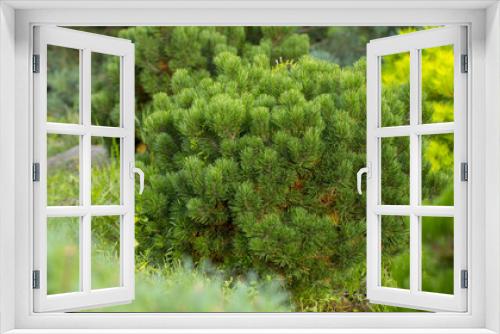Fototapeta Naklejka Na Ścianę Okno 3D - Cultivar dwarf mountain pine Pinus mugo var. pumilio in the rocky garden