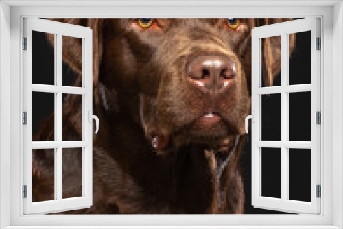 Fototapeta Naklejka Na Ścianę Okno 3D - Labrador Dog on Isolated Black Background in studio