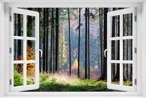 Fototapeta Naklejka Na Ścianę Okno 3D - Spruce Tree Silhouettes in autumnal forest