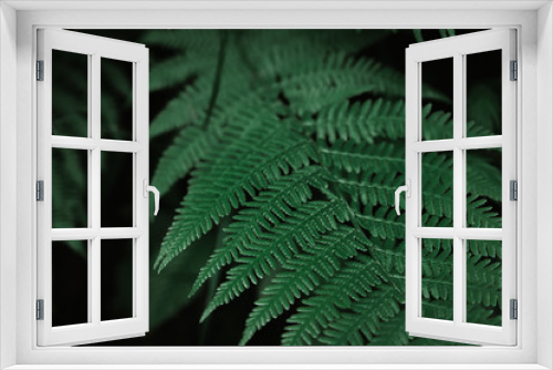 Fototapeta Naklejka Na Ścianę Okno 3D - Beautiful dark natural fern pattern background made with young green fern leaves