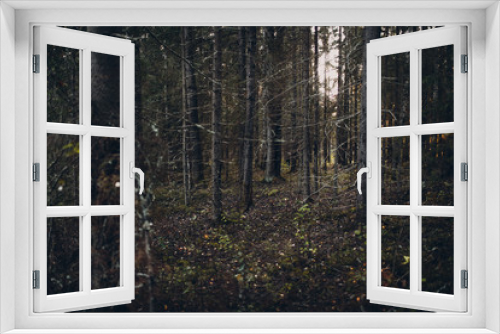 Fototapeta Naklejka Na Ścianę Okno 3D - Pine forest in the evening