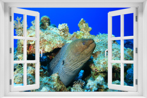Fototapeta Naklejka Na Ścianę Okno 3D - Giant Moray Eel (Gymnothorax javanicus)