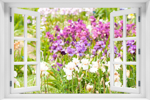 Fototapeta Naklejka Na Ścianę Okno 3D - Parterre d'iris colorés