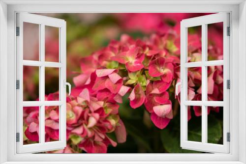 Fototapeta Naklejka Na Ścianę Okno 3D - Pink green hydrangea