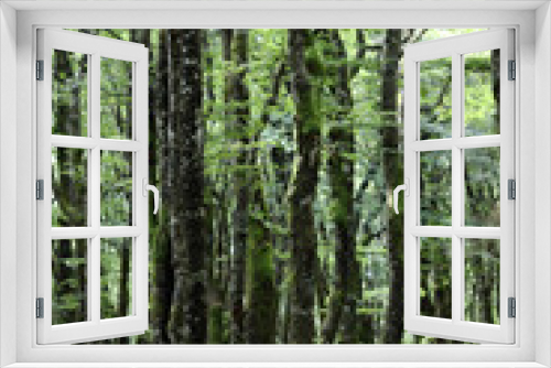 Fototapeta Naklejka Na Ścianę Okno 3D - Wald in den Vogesen Elsass Alsace