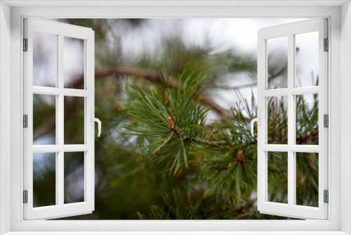 Fototapeta Naklejka Na Ścianę Okno 3D - Pine tree branch