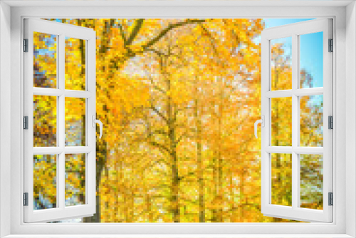 Fototapeta Naklejka Na Ścianę Okno 3D - Vibrant yellow fall trees in pak at sunny day, retro toned