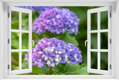 Fototapeta Naklejka Na Ścianę Okno 3D - 青紫色のアジサイの花