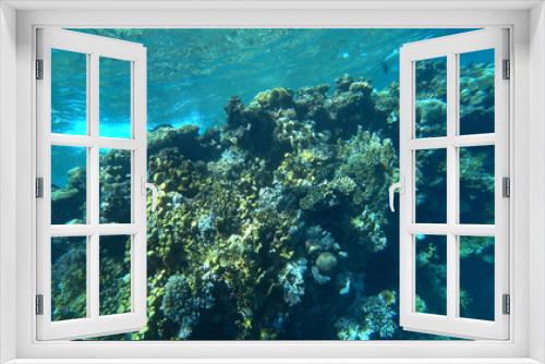 Fototapeta Naklejka Na Ścianę Okno 3D - the coral reef