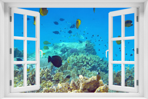 Fototapeta Naklejka Na Ścianę Okno 3D - Fische im Roten Meer