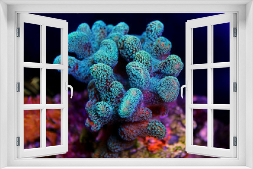 Fototapeta Naklejka Na Ścianę Okno 3D - Stylophora colorful SPS coral in saltwater aquarium reef tank 