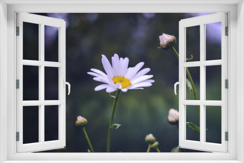 Fototapeta Naklejka Na Ścianę Okno 3D - Chamomile