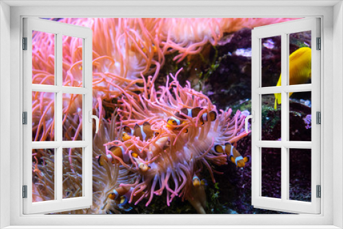 Fototapeta Naklejka Na Ścianę Okno 3D - Pesce Pagliaccio 2