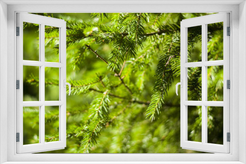 Fototapeta Naklejka Na Ścianę Okno 3D - A branch of green spruce is used as a background decoration element.