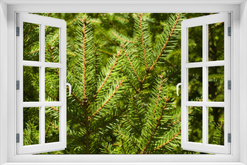 Fototapeta Naklejka Na Ścianę Okno 3D - Branch of green spruce is used as a background decoration element.