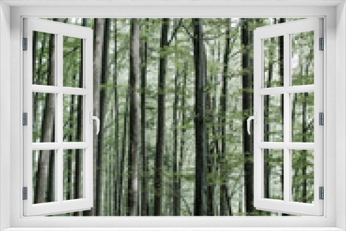 Fototapeta Naklejka Na Ścianę Okno 3D - Dense planting of green trees in a mountain forest
