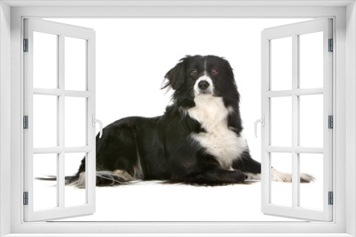 Fototapeta Naklejka Na Ścianę Okno 3D - Border collie dog isolated looking at camera