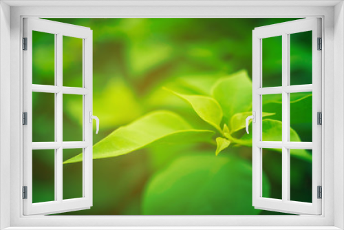 Fototapeta Naklejka Na Ścianę Okno 3D - Blur closed up green leaf background.