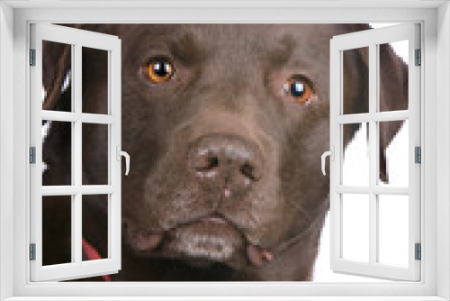 Fototapeta Naklejka Na Ścianę Okno 3D - head of a chocolate labrador retriever dog