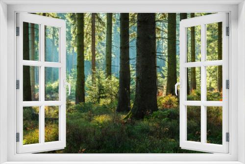 Fototapeta Naklejka Na Ścianę Okno 3D - Sunny Forest of Spruce Trees in Autumn, Panorama