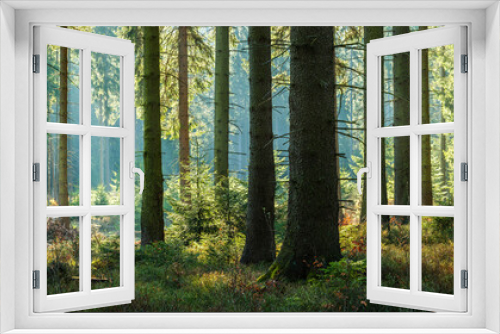 Fototapeta Naklejka Na Ścianę Okno 3D - Sunny Panoramic Forest of Spruce Trees in Autumn