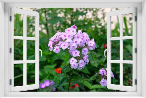 Fototapeta Naklejka Na Ścianę Okno 3D - Violet bright flowers on blurry green background. Close up beautiful purple blooming flowers in lush greenery of garden.