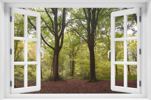 Fototapeta Naklejka Na Ścianę Okno 3D - Two beech trees in an autumnal woodland