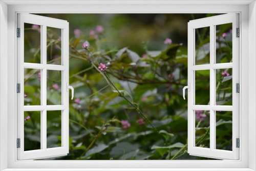 Fototapeta Naklejka Na Ścianę Okno 3D - Persicaria senticasa flowers