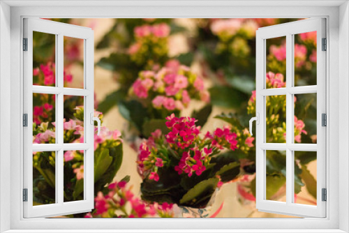 Fototapeta Naklejka Na Ścianę Okno 3D - flores de festa