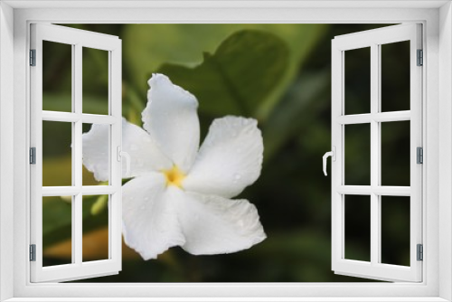 Fototapeta Naklejka Na Ścianę Okno 3D - Closeup of white Sampaguita Jasmine or Arabian Jasmine.