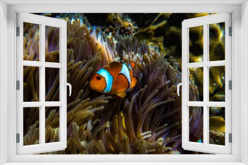 Fototapeta Naklejka Na Ścianę Okno 3D - Clownfish in an anemon
