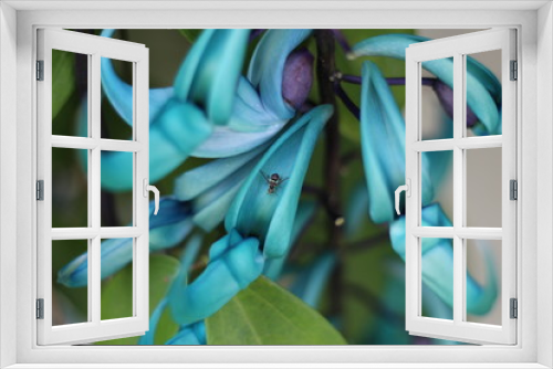 Fototapeta Naklejka Na Ścianę Okno 3D - Liane de jade