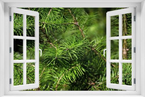 Fototapeta Naklejka Na Ścianę Okno 3D - Close-up of fir (abies) evergreen coniferous tree in the family pinaceae
