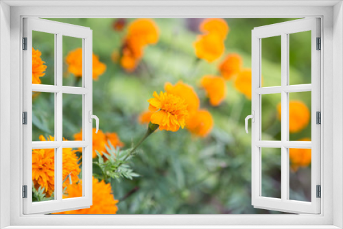 Fototapeta Naklejka Na Ścianę Okno 3D - marigold in the garden