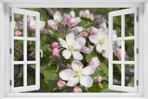 Fototapeta Naklejka Na Ścianę Okno 3D - Apfelblüte