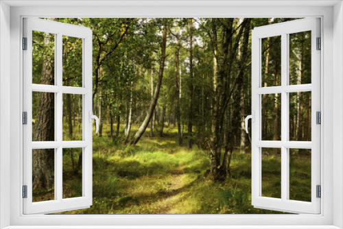 Fototapeta Naklejka Na Ścianę Okno 3D - Forest Walk